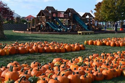 10 High Energy Pumpkin Patches Near Chicago - KidTrail Pick